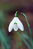 GALANTHUS ELWESII MRS MACNAMARA