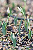 GALANTHUS ELWESII ANGLESEY ORANGE TIP