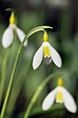 GALANTHUS PLICATUS WENDYS GOLD