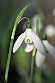 GALANTHUS ELWESII SIR EDWARD ELGAR