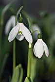 GALANTHUS ELWESII G. F. HANDEL