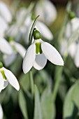 GALANTHUS ELWESII BRIAN MATTHEW