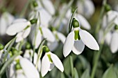 GALANTHUS ELWESII BRIAN MATTHEW