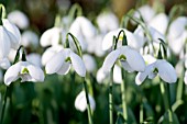 GALANTHUS ELWESII NATALIE GARTON