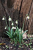 GALANTHUS PLICATUS TRIMMING