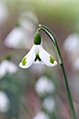 GALANTHUS PLICATUS TRIMMING