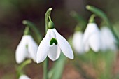 GALANTHUS SEAGULL