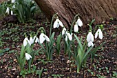 GALANTHUS SEAGULL