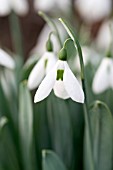 GALANTHUS ELWESII CHARLES WINGFIELD