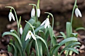 GALANTHUS ELWESII PYRAMID