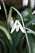 GALANTHUS ELWESII PYRAMID