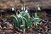 GALANTHUS ELWESII PYRAMID