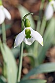 GALANTHUS ELWESII IGRAINE