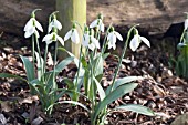 GALANTHUS ELWESII IGRAINE