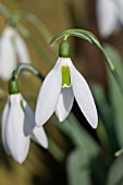 GALANTHUS ELWESII MARGARET OWEN