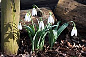 GALANTHUS ELWESII MARGARET OWEN