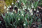 GALANTHUS TRUMPOLUTE