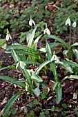 GALANTHUS PLICATUS CASTLE GREEN DRAGON