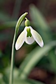 GALANTHUS PLICATUS CASTLE GREEN DRAGON