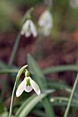 GALANTHUS PLICATUS CASTLE GREEN DRAGON