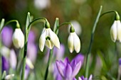 GALANTHUS COWHOUSE GREEN