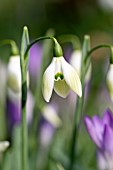 GALANTHUS COWHOUSE GREEN