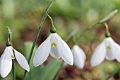 GALANTHUS CAUCASICUS GRAYSWOOD