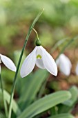 GALANTHUS CAUCASICUS GRAYSWOOD