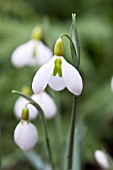 GALANTHUS BLOOMER