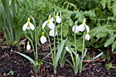 GALANTHUS BLOOMER