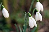 GALANTHUS ELWESII ANGELSEY ORANGE TIP