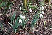 GALANTHUS ELWESII ANGELSEY ORANGE TIP