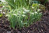 GALANTHUS NIVALIS WALRUS