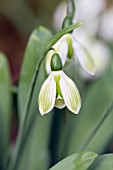 GALANTHUS ELWESII ROSEMARY BURNHAM