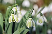 GALANTHUS ELWESII ROSEMARY BURNHAM