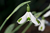 GALANTHUS TRUMPS