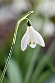 GALANTHUS NIVLAIS POCULIFORMIS GROUP ANGELIQUE