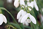 GALANTHUS PLICATUS SIBBERTOFT MANOR