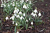 GALANTHUS PLICATUS SIBBERTOFT MANOR