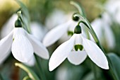 GALANTHUS ELWESII HELEN TOMLINSON