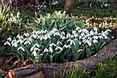 GALANTHUS ELWESII HELEN TOMLINSON