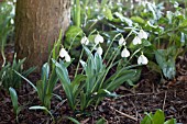 GALANTHUS ELWESII DIGGORY