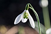 GALANTHUS LAPWING