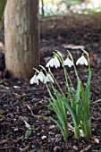 GALANTHUS NIVLAIS POCULIFORMIS GROUP ANGELIQUE