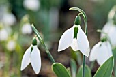 GALANTHUS ELWESII BIG BOY