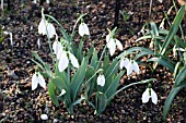 GALANTHUS ELWESII BIG BOY