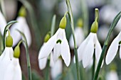 GALANTHUS PLICATUS MICHAEL HOLCROFT