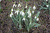 GALANTHUS PLICATUS MICHAEL HOLCROFT