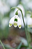 GALANTHUS GREEN FINCH