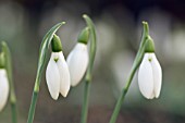 GALANTHUS ELWESII ANGLESEY ORANGE TIP